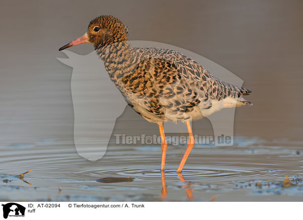 ruff / AT-02094