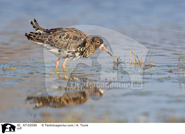 ruff / AT-02096