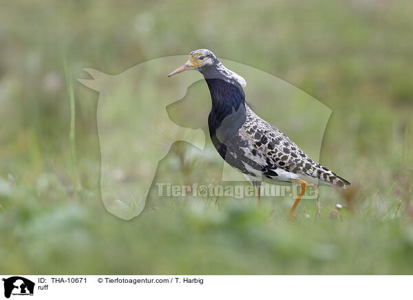Kampflufer / ruff / THA-10671