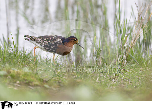 Kampflufer / ruff / THA-10691