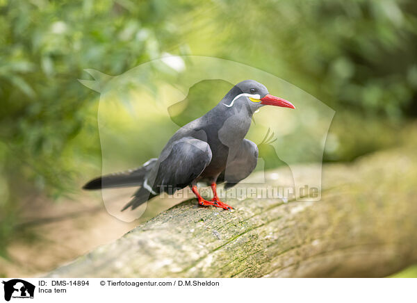 Inkaseeschwalbe / Inca tern / DMS-14894