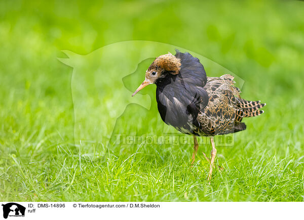 Kampflufer / ruff / DMS-14896