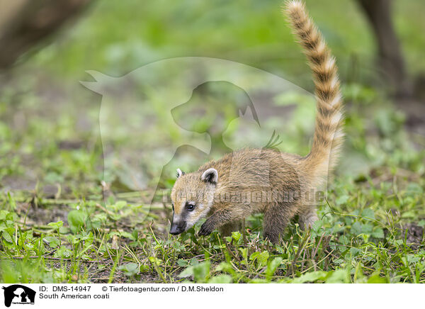 Sdamerikanischer Nasenbr / South American coati / DMS-14947