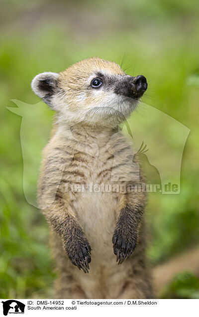 Sdamerikanischer Nasenbr / South American coati / DMS-14952
