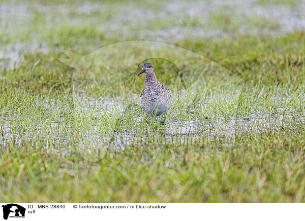 Kampfl�ufer / ruff / MBS-28840