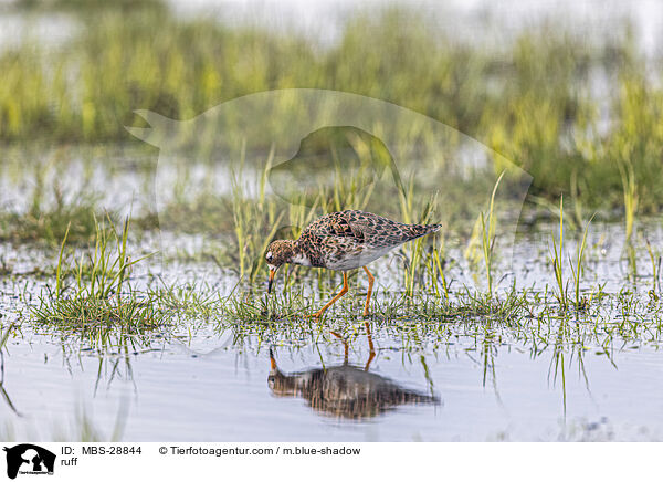 Kampflufer / ruff / MBS-28844