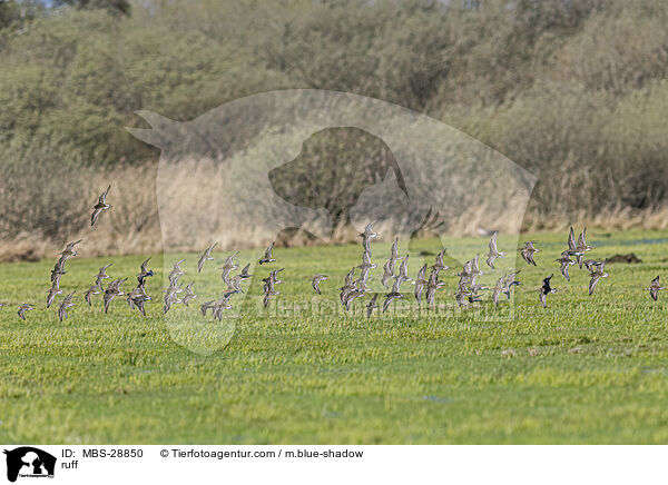 Kampflufer / ruff / MBS-28850