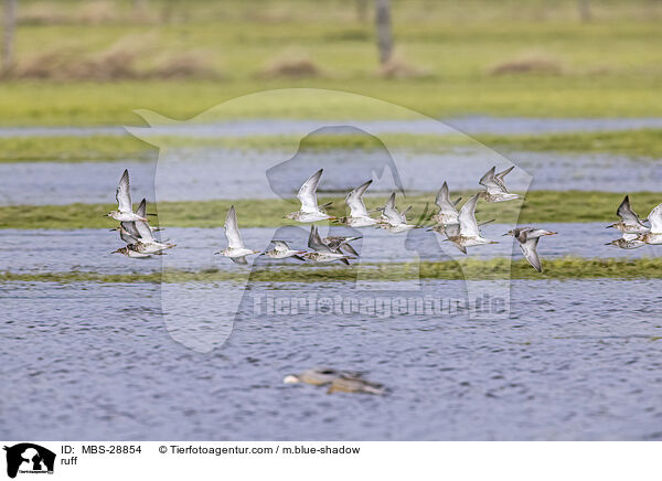 Kampflufer / ruff / MBS-28854