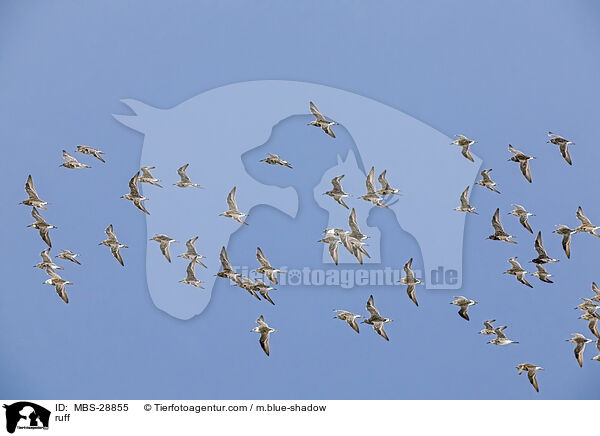 Kampflufer / ruff / MBS-28855