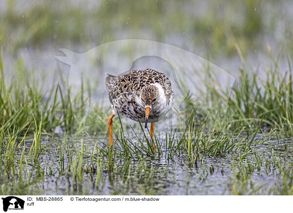 Kampflufer / ruff / MBS-28865