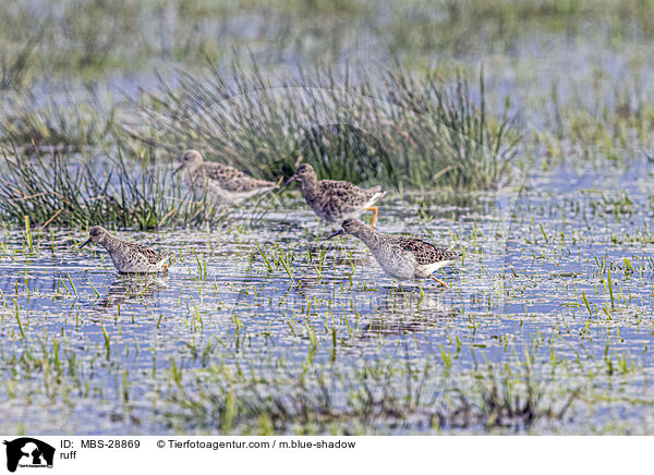 ruff / MBS-28869