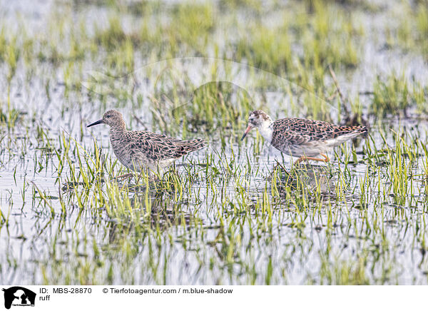 Kampflufer / ruff / MBS-28870