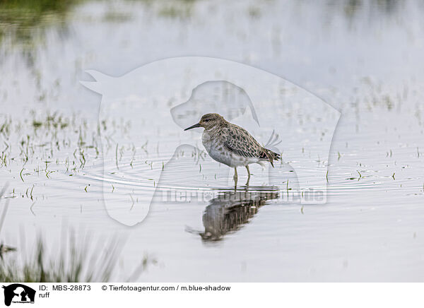 Kampflufer / ruff / MBS-28873