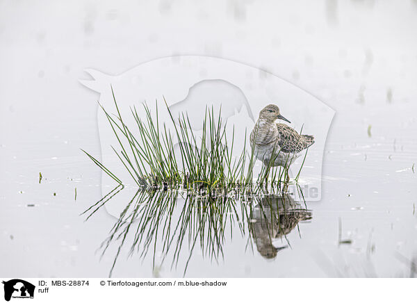 Kampflufer / ruff / MBS-28874