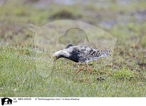 Kampflufer / ruff / MBS-28928