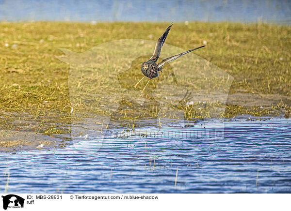 Kampflufer / ruff / MBS-28931