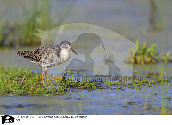 Kampfl�ufer / ruff / DV-04247