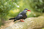 Inca tern