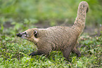 South American coati