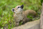 South American coati