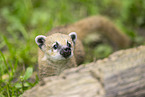 South American coati