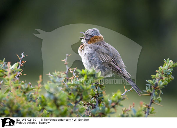 Morgenammer / Rufous-collared Sparrow / WS-02159