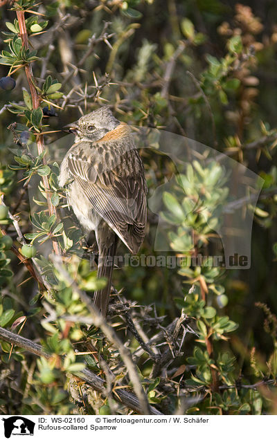 Rufous-collared Sparrow / WS-02160