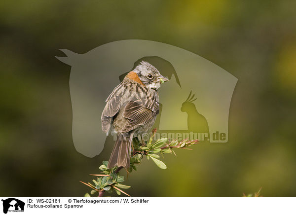 Rufous-collared Sparrow / WS-02161