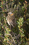 Rufous-collared Sparrow