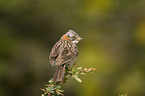 Rufous-collared Sparrow