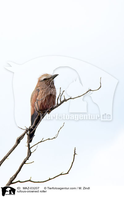 Strichelracke / rufous-crowned roller / MAZ-03207