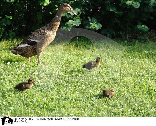 Laufentenfamilie / duck family / WJP-01180