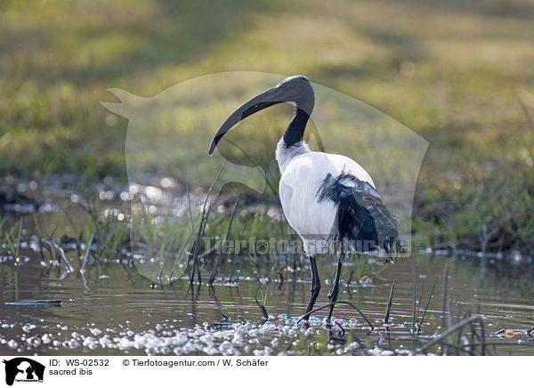 Heiliger Ibis / sacred ibis / WS-02532