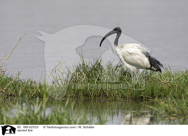 sacred ibis / WS-02533