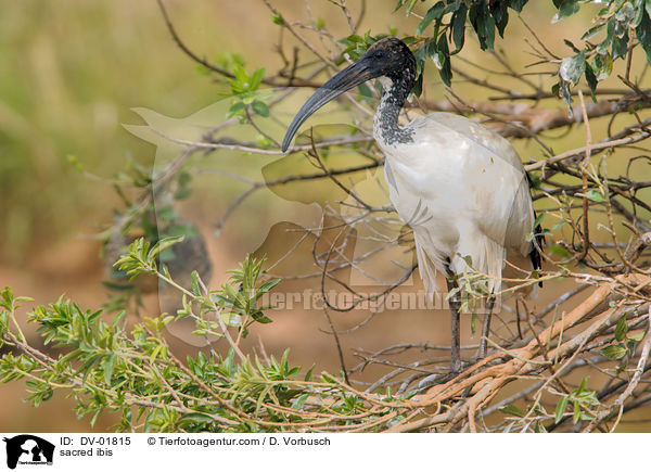 sacred ibis / DV-01815