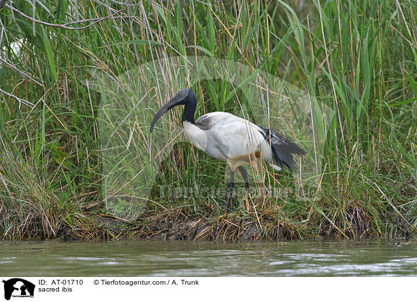 sacred ibis / AT-01710
