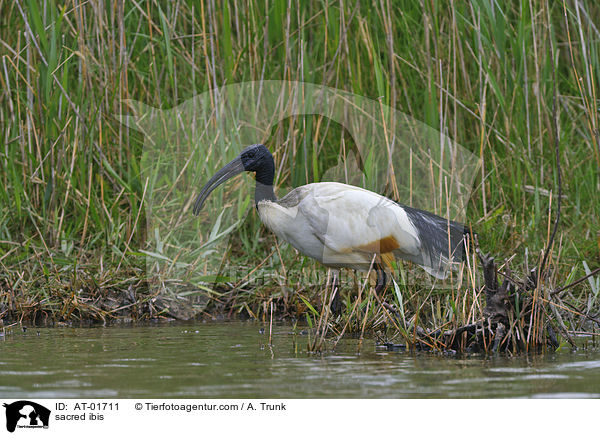 sacred ibis / AT-01711