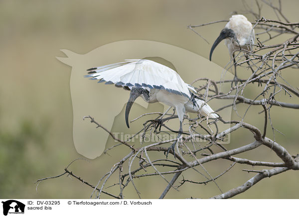 Heiliger Ibis / sacred ibis / DV-03295
