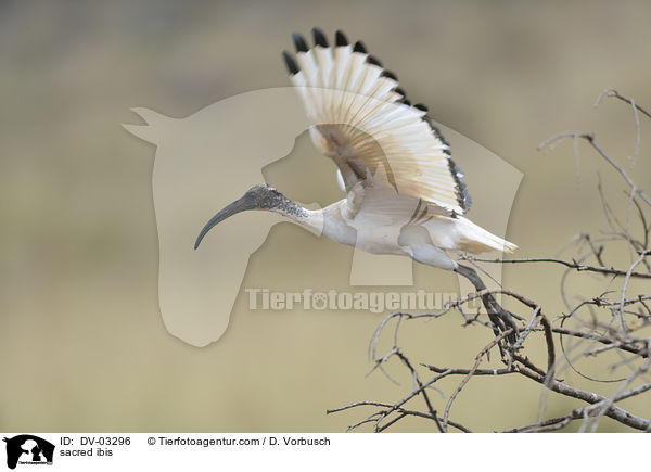 Heiliger Ibis / sacred ibis / DV-03296