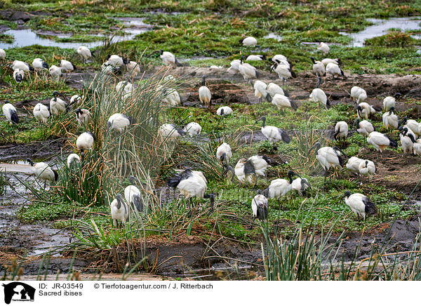 Heilige Ibisse / Sacred ibises / JR-03549