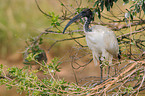 sacred ibis