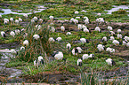 Sacred ibises