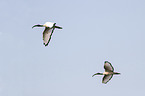 flying Sacred Ibis