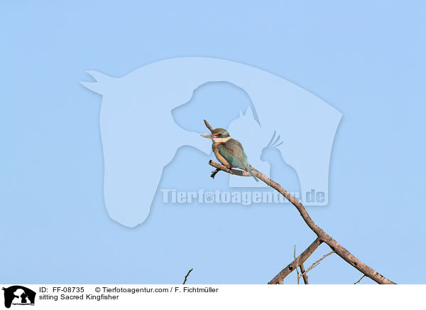 sitzender Gtzenliest / sitting Sacred Kingfisher / FF-08735