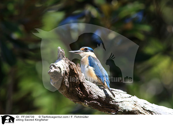 sitzender Gtzenliest / sitting Sacred Kingfisher / FF-08739