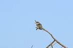 sitting Sacred Kingfisher