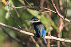 sitting Sacred Kingfisher