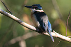 sitting Sacred Kingfisher