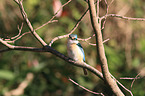 sitting Sacred Kingfisher