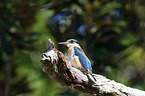 sitting Sacred Kingfisher